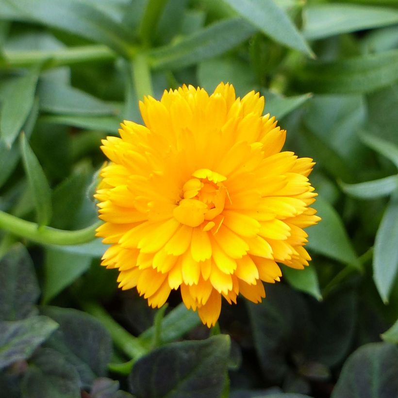 Calendula Powerdaisy Tango - Goudsbloem (Bloei)