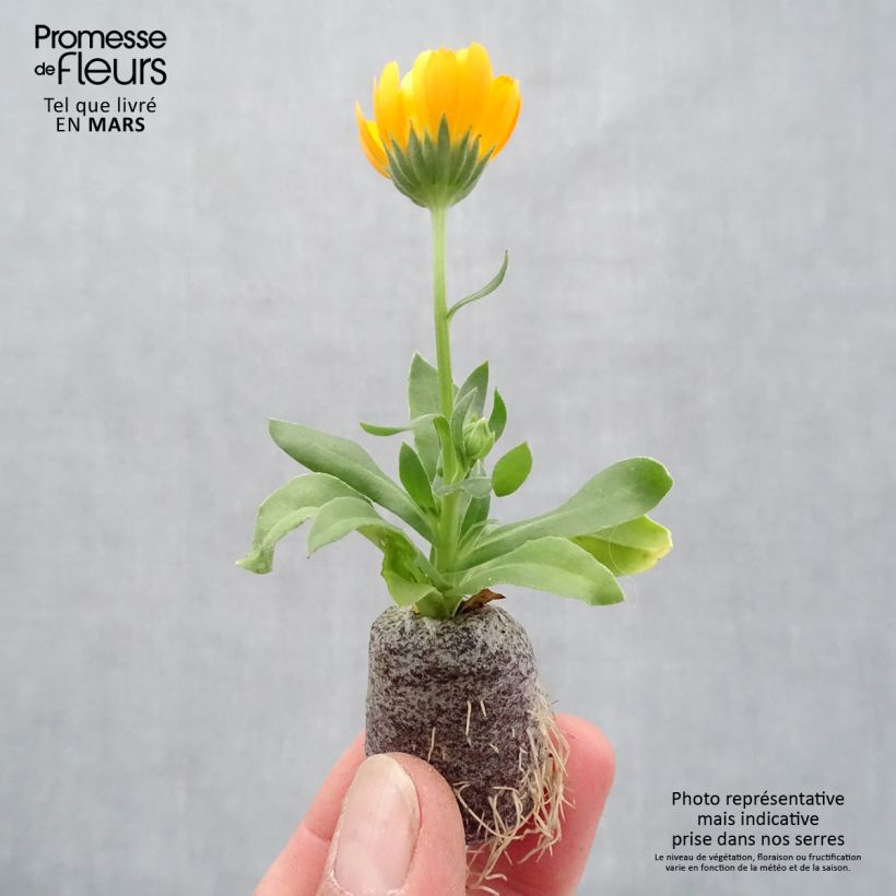 Exemplaar van Calendula Powerdaisy Tango - Goudsbloem Mini-mot Ø 3/4 cm zoals geleverd in de lente