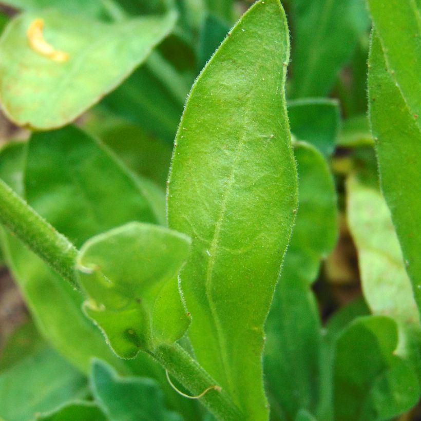 Calendula officinalis (zaad) - Goudsbloem (Foliage)