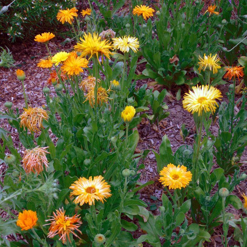 Calendula officinalis (zaad) - Goudsbloem (Plant habit)