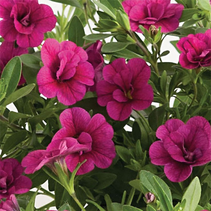 Calibrachoa Can-Can Rosies Pink - Mini petunia (Bloei)