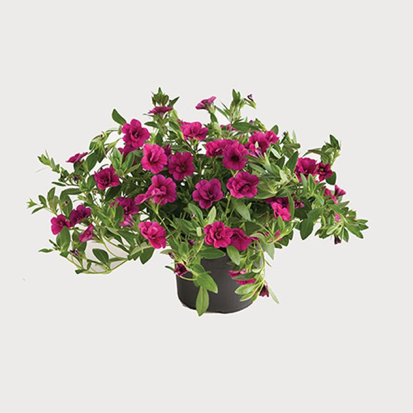 Calibrachoa Can-Can Rosies Pink - Mini petunia (Groeiplaats)