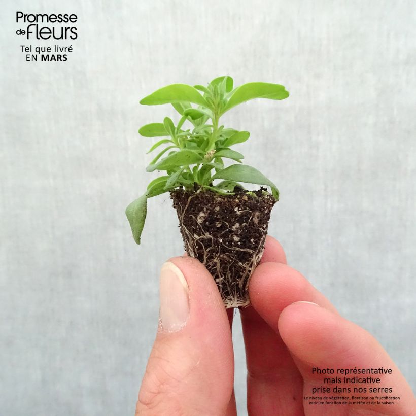 Exemplaar van Calibrachoa Can-Can Rosies Pink - Mini petunia Mini-mot Ø 3/4 cm zoals geleverd in de lente