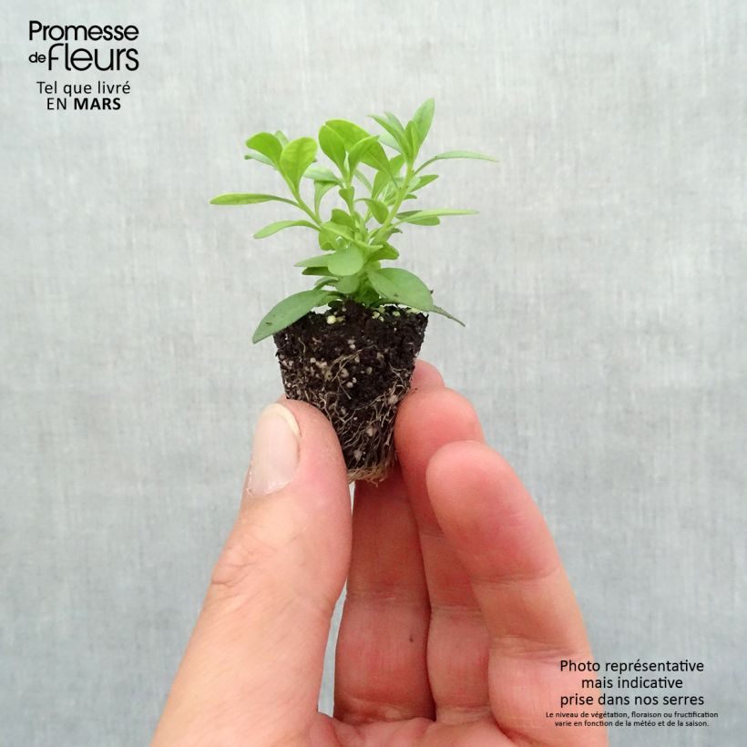 Exemplaar van Calibrachoa Can-Can Rosies Pink Vein - Mini petunia Mini-mot Ø 3/4 cm zoals geleverd in de lente