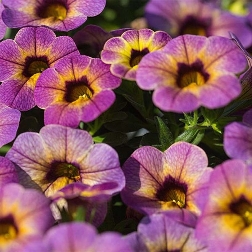 Calibrachoa Chamaeleon Blueberry Scone - Mini petunia (Bloei)