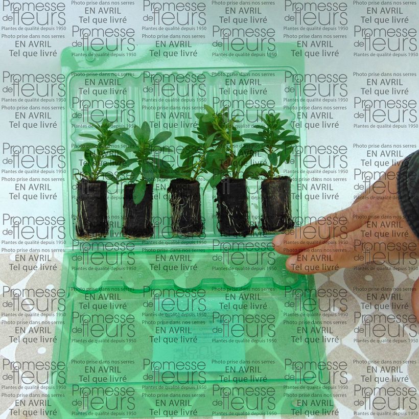 Voorbeeld van een exemplaar van Calibrachoa Chamaeleon Blueberry Scone - Mini petunia Mini-mot Ø 3/4 cm zoals geleverd