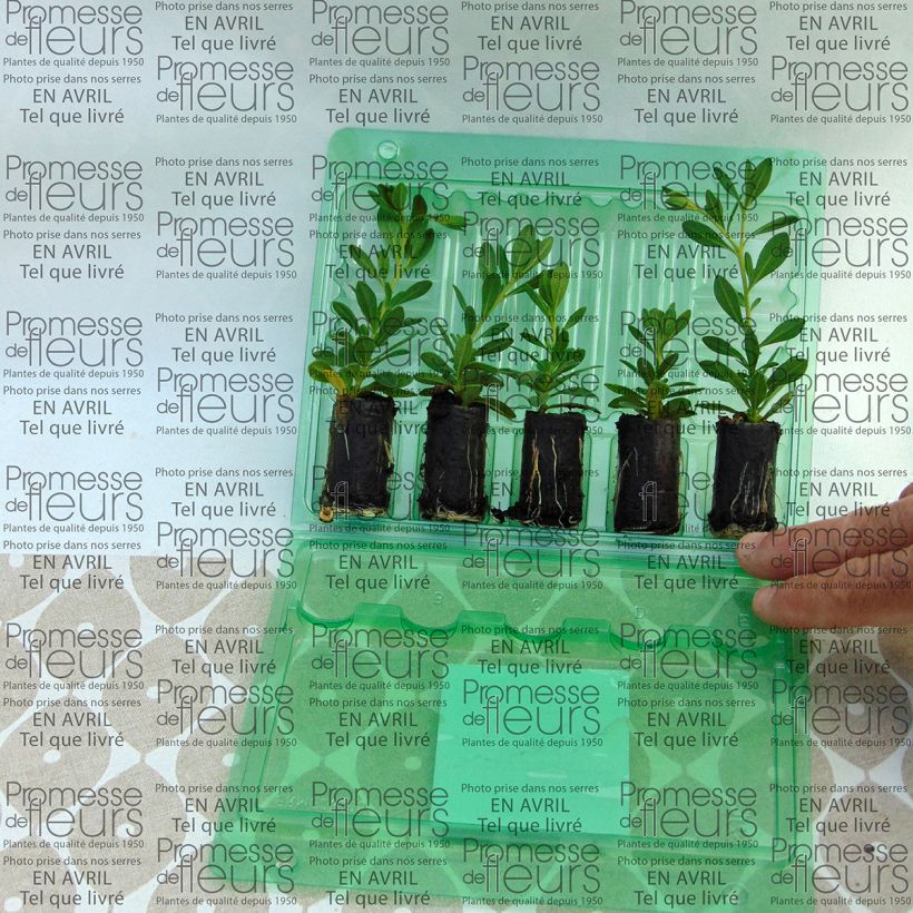 Voorbeeld van een exemplaar van Calibrachoa Chamaeleon Double Pink Yellow - Mini petunia Mini-mot Ø 3/4 cm zoals geleverd