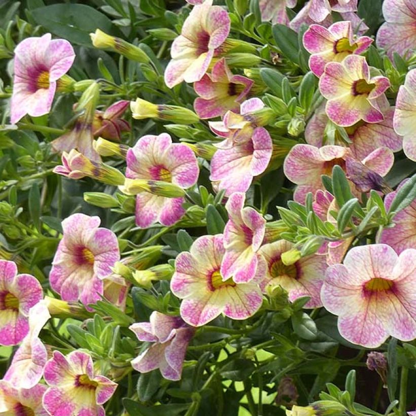 Calibrachoa Chamaeleon Pink Passion (Bloei)