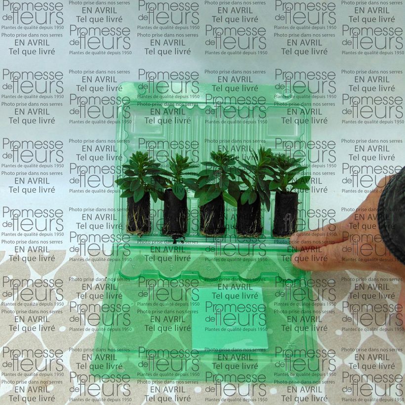 Voorbeeld van een exemplaar van Calibrachoa Chamaeleon Pink Passion Mini-mot Ø 3/4 cm zoals geleverd