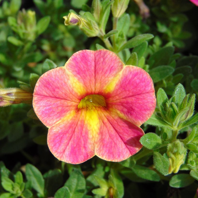 Calibrachoa Chamaeleon Sunshine Berry - Mini petunia (Bloei)