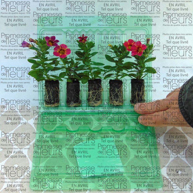 Voorbeeld van een exemplaar van Calibrachoa Chamaeleon Sunshine Berry - Mini petunia Mini-mot Ø 3/4 cm zoals geleverd