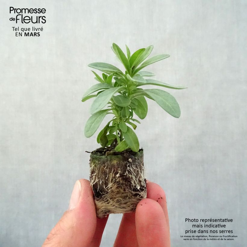 Exemplaar van Calibrachoa Eyeconic Purple - Mini petunia Mini-mot Ø 3/4 cm zoals geleverd in de lente