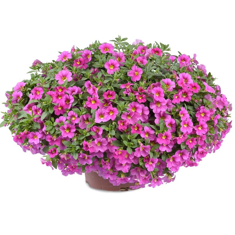 Calibrachoa Noa Bubblegum - Mini petunia (Groeiplaats)