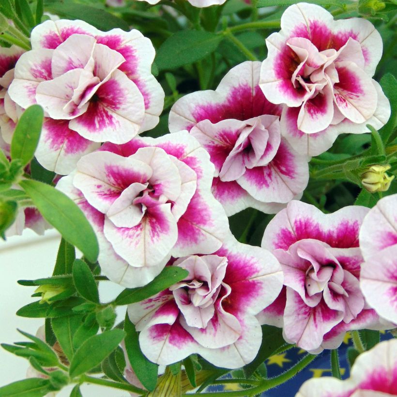 Calibrachoa MiniFamous Double Pinktastic - Mini petunia (Bloei)