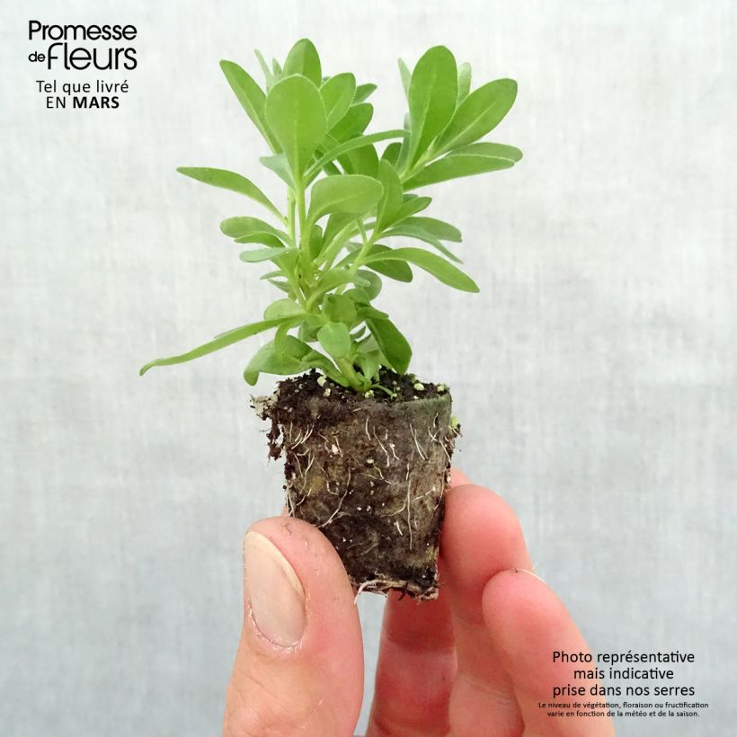 Exemplaar van Calibrachoa Noa Almond Blossom - Mini petunia Mini-mot Ø 3/4 cm zoals geleverd in de lente