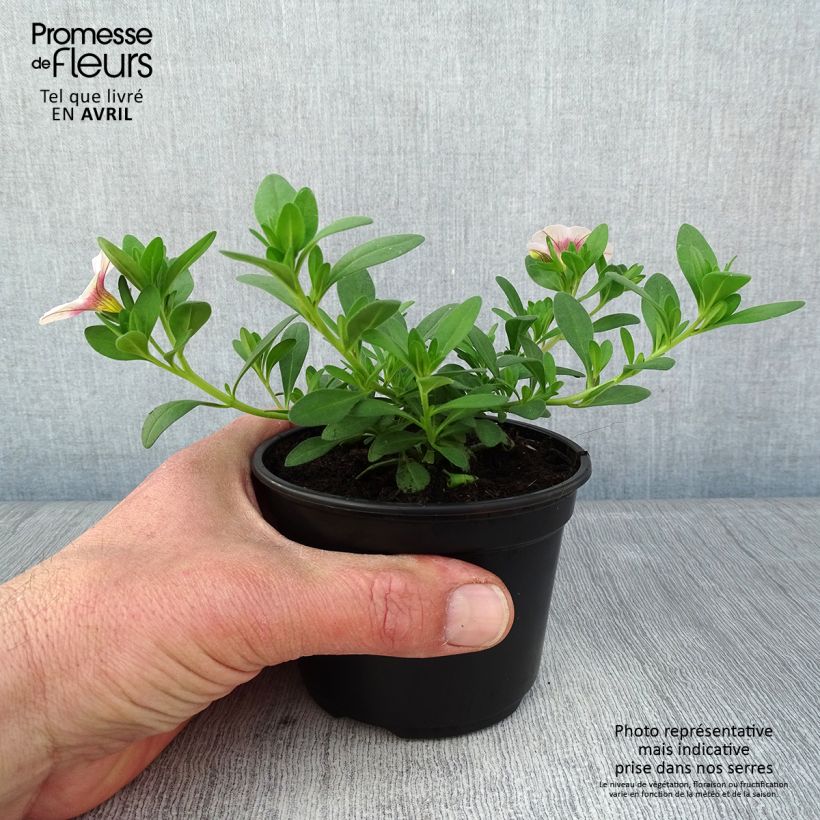 Exemplaar van Calibrachoa Noa Almond Blossom - Mini petunia Kweekpotje van 8/9 cm zoals geleverd in de lente