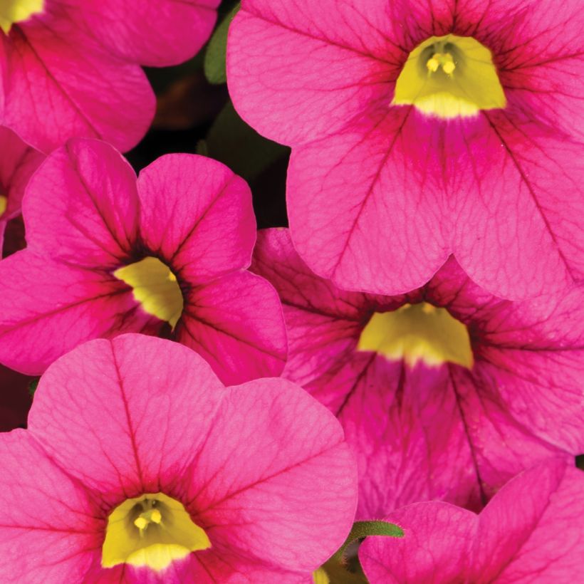 Calibrachoa Noa Bubblegum - Mini petunia (Bloei)