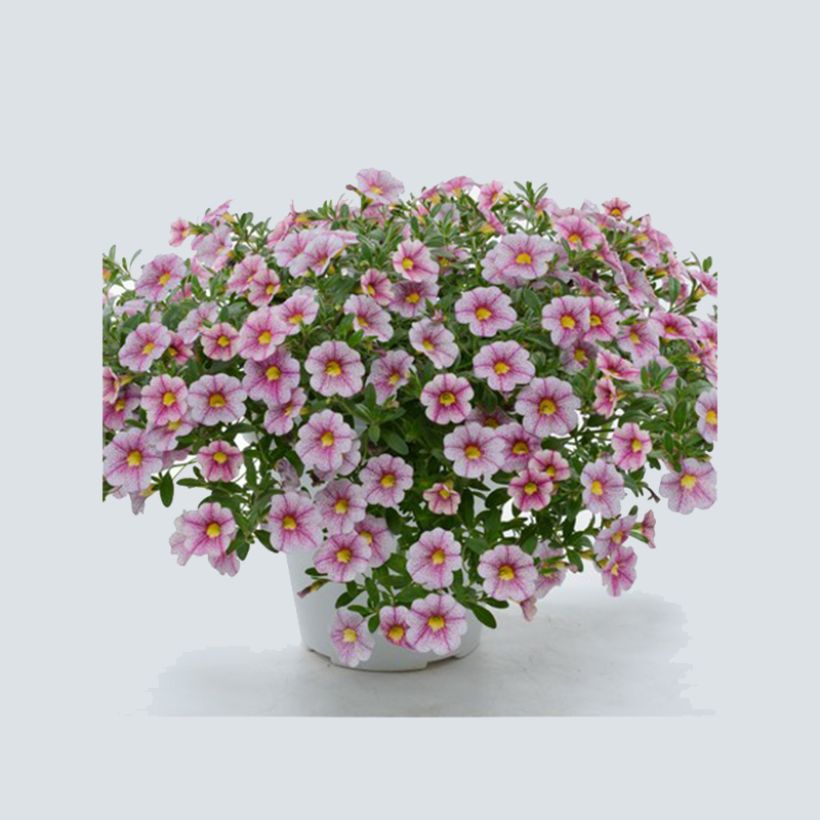 Calibrachoa Noa Princess - Mini petunia (Groeiplaats)