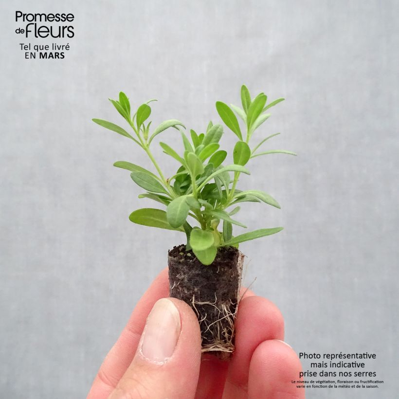 Exemplaar van Calibrachoa Superbells Cherry Star - Mini petunia Mini-mot Ø 1,5/2,5 cm zoals geleverd in de lente