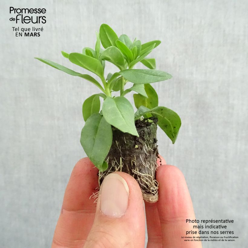 Exemplaar van Calibrachoa Superbells Lemon Slice - Mini petunia Mini-mot Ø 3/4 cm zoals geleverd in de lente