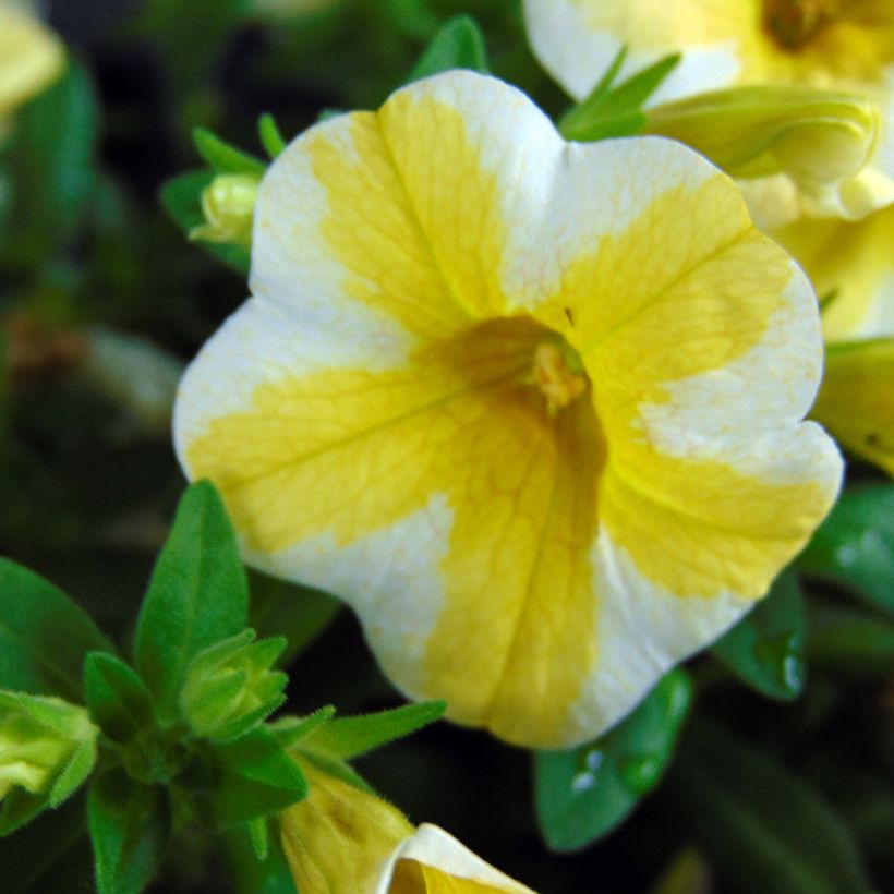 Calibrachoa Superbells Lemon Slice - Mini petunia (Bloei)