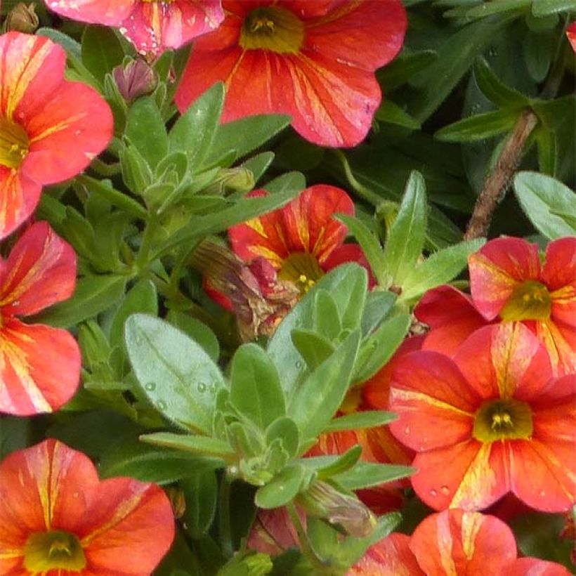 Calibrachoa Superbells Tropical Sunrise - Mini petunia (Blad)