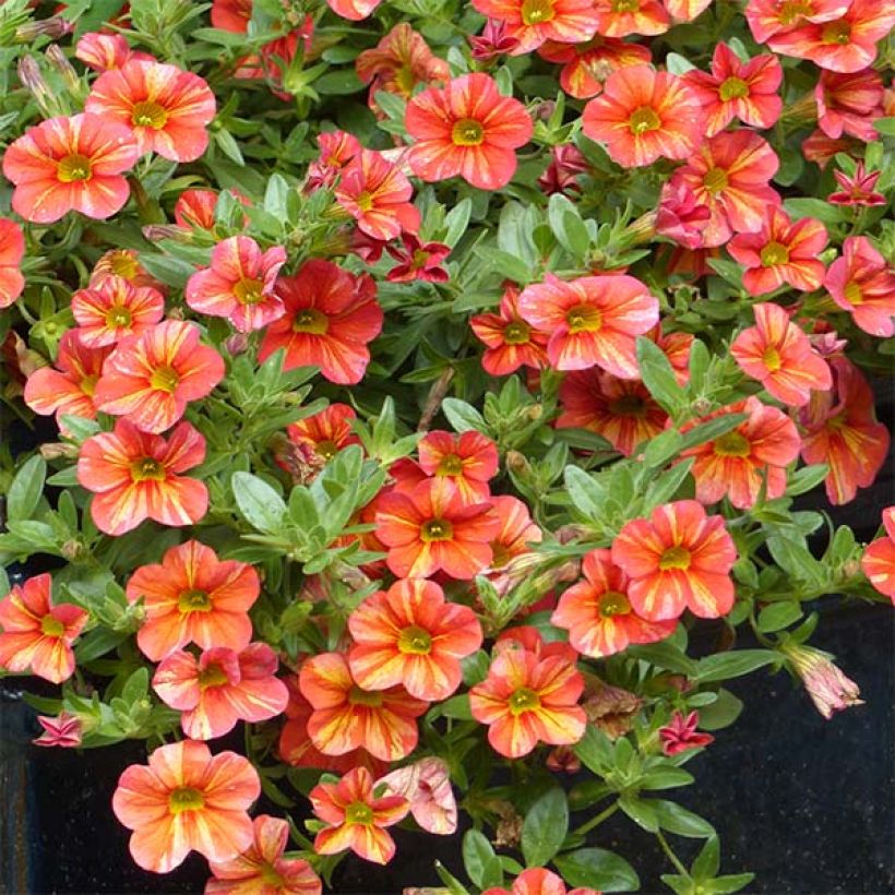 Calibrachoa Superbells Tropical Sunrise - Mini petunia (Groeiplaats)