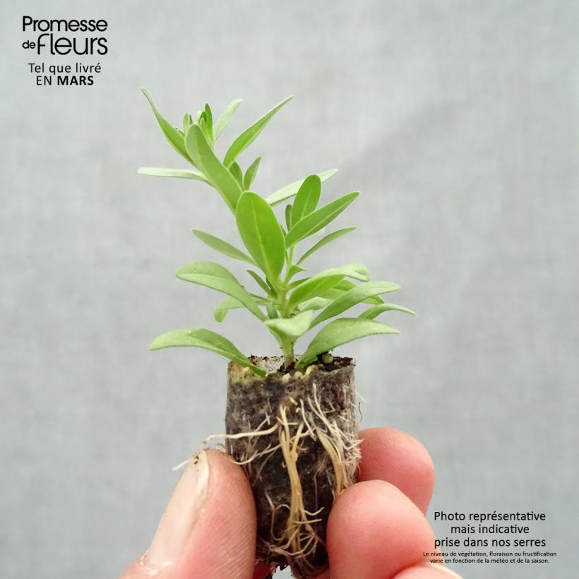 Exemplaar van Calibrachoa Superbells Unique Mango Punch Mini-mot Ø 1,5/2,5 cm zoals geleverd in de lente