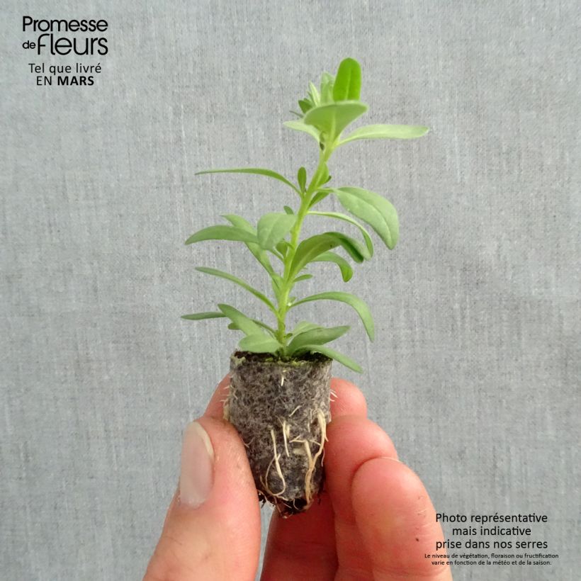 Exemplaar van Calibrachoa Superbells Unique White - Mini petunia Mini-mot Ø 1,5/2,5 cm zoals geleverd in de lente