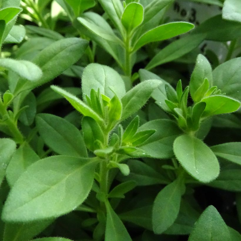 Calibrachoa Superbells Unique White - Mini petunia (Blad)