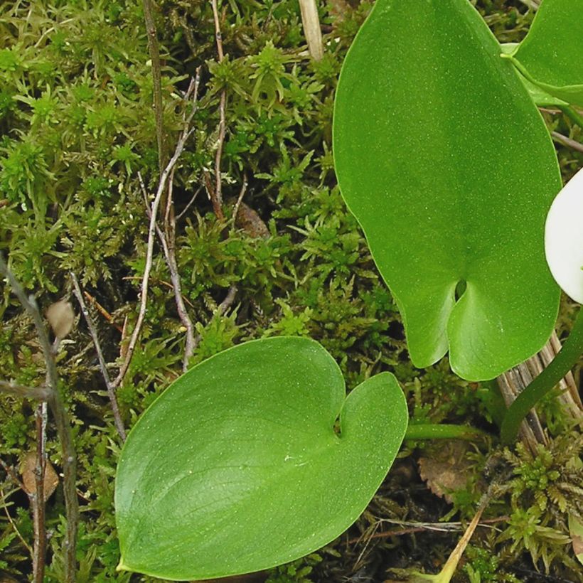 Calla palustris - Calla lelie (Blad)