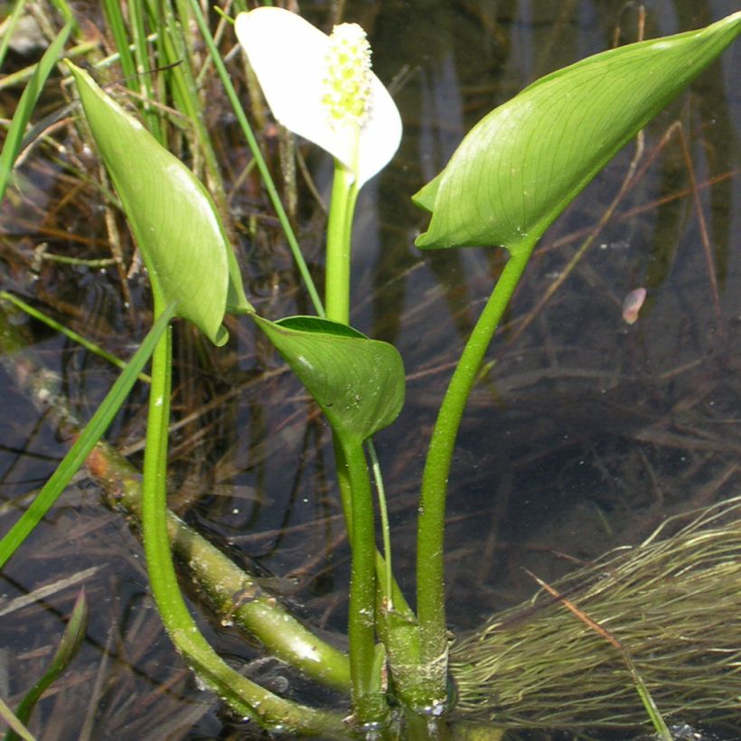 Calla palustris - Calla lelie (Groeiplaats)