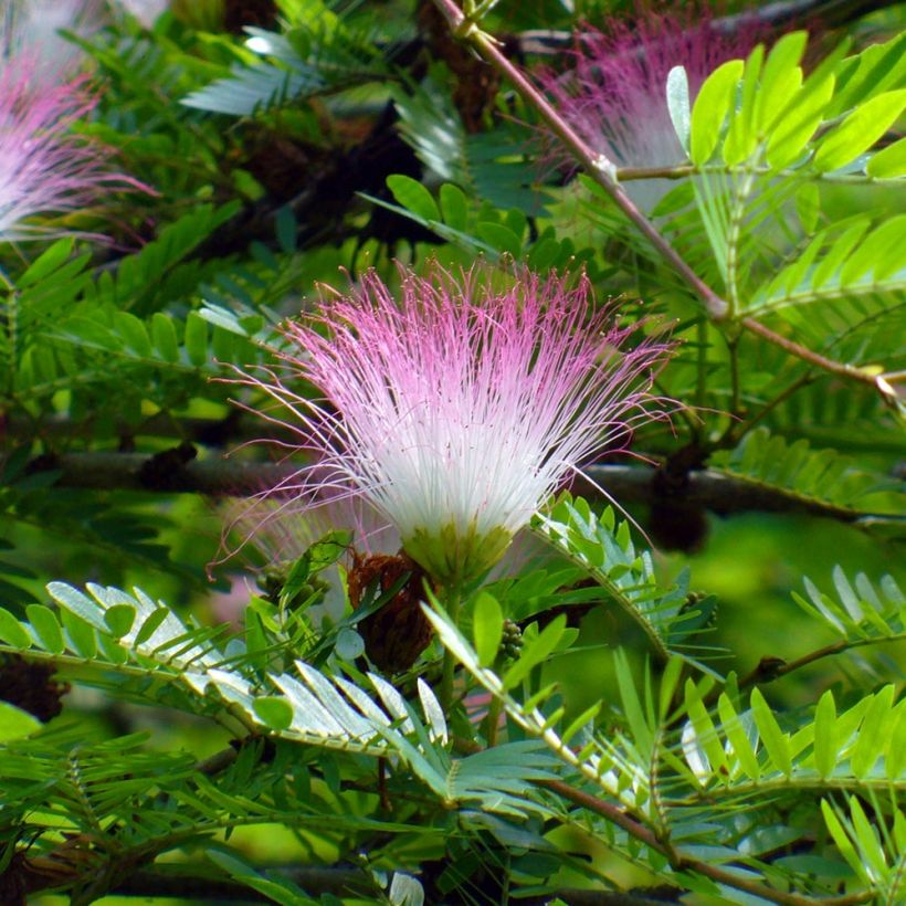 Calliandra surinamensis - Surinaamse poederkwast (Bloei)