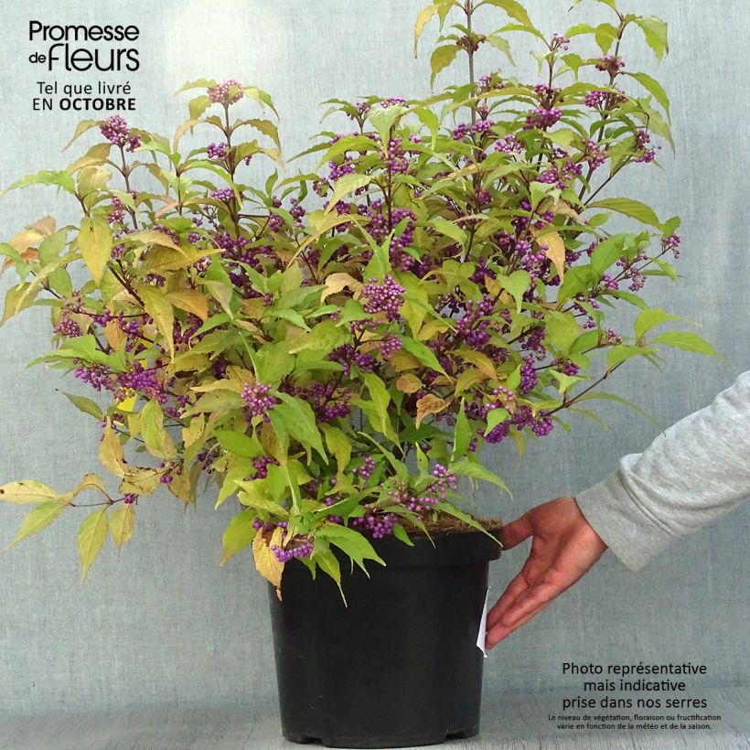 Exemplaar van Callicarpa Magical Deep Purple - Schoonvrucht Pot van 7,5 l/10 l zoals geleverd in de herfst