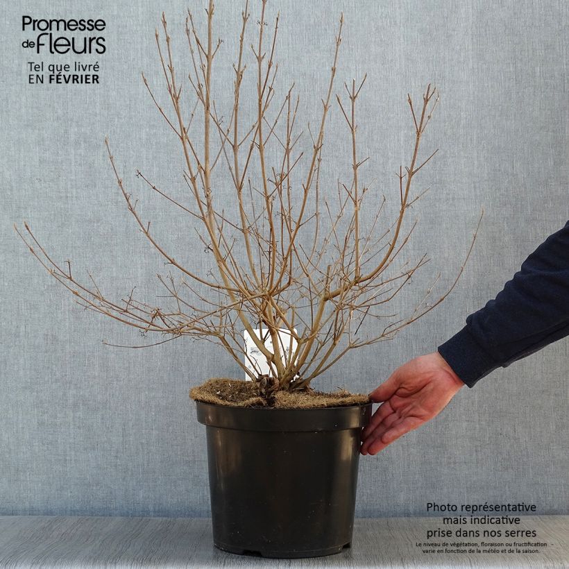 Exemplaar van Callicarpa Magical Deep Purple - Schoonvrucht Pot van 7,5 l/10 l zoals geleverd in de winter