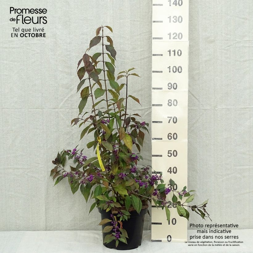Exemplaar van Callicarpa Magical Purple Giant - Schoonvrucht Pot van 7,5 l/10 l zoals geleverd in de herfst