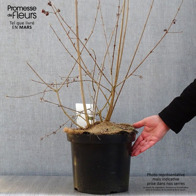 Example of Callicarpa Magical Purple Giant - Schoonvrucht Pot van 7,5 l/10 l as you get in hiver