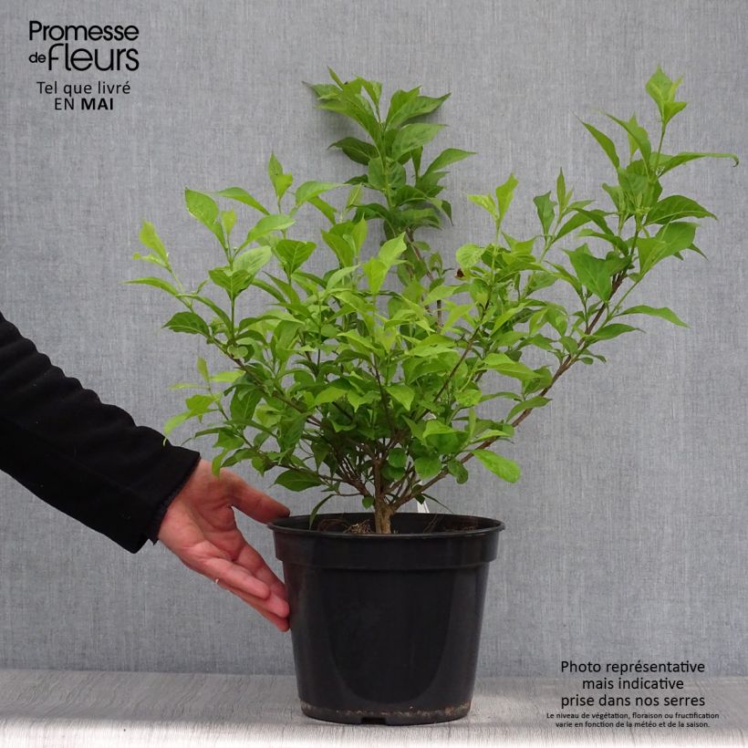 Exemplaar van Callicarpa Magical Snowstar - Schoonvrucht Pot van 3 l/4 l zoals geleverd in de lente