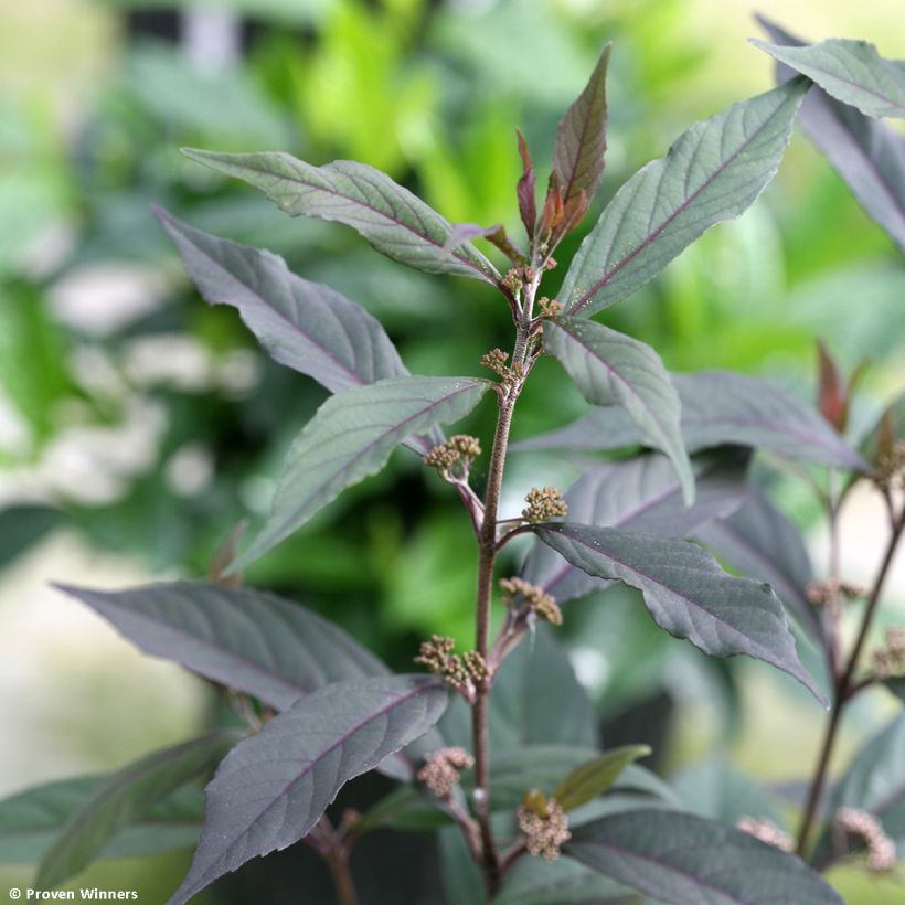 Callicarpa Pearl Glam - Schoonvrucht (Blad)