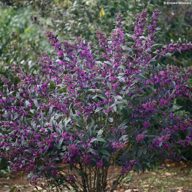 Callicarpa Pearl Glam - Schoonvrucht (Groeiplaats)