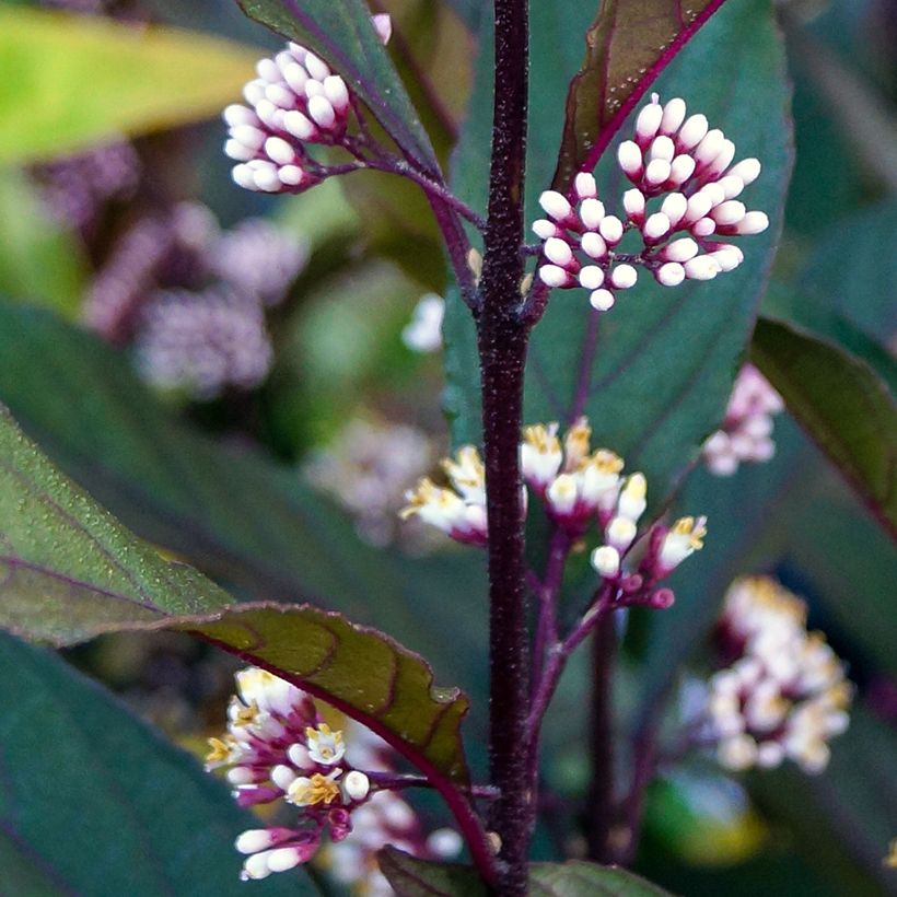 Callicarpa Pearl Glam - Schoonvrucht (Bloei)