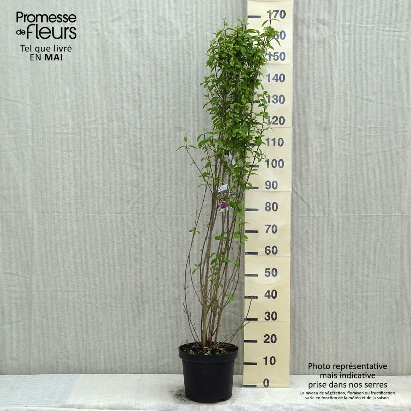 Exemplaar van Callicarpa bodinieri var. giraldii Profusion - Schoonvrucht Pot van 12 l/15 l zoals geleverd in de lente