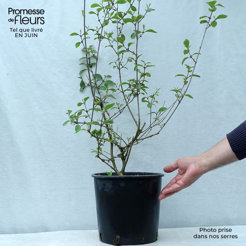 Exemplaar van Callicarpa bodinieri var. giraldii Profusion - Schoonvrucht Pot van 7,5 l/10 l zoals geleverd in de zomer