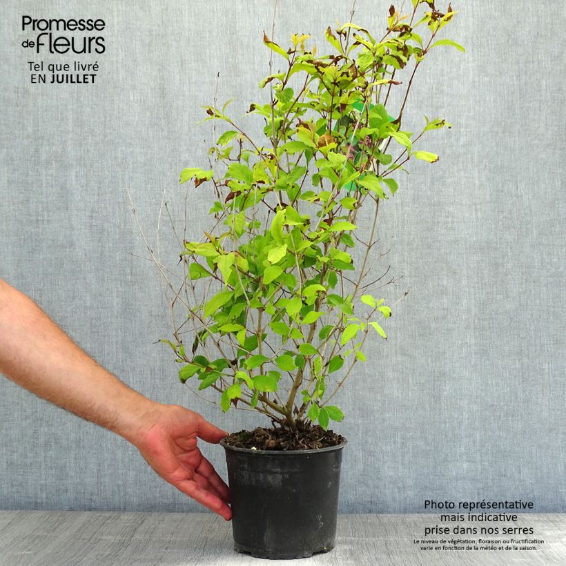 Exemplaar van Callicarpa dichotoma - Schoonvrucht Pot van 3 l/4 l zoals geleverd in de zomer