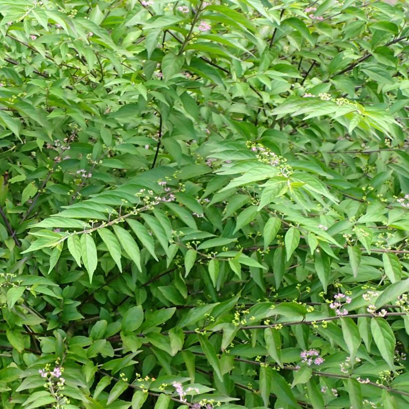 Callicarpa dichotoma Issai - Schoonvrucht (Foliage)