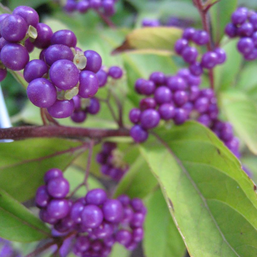 Callicarpa dichotoma Issai - Schoonvrucht (Flowering)