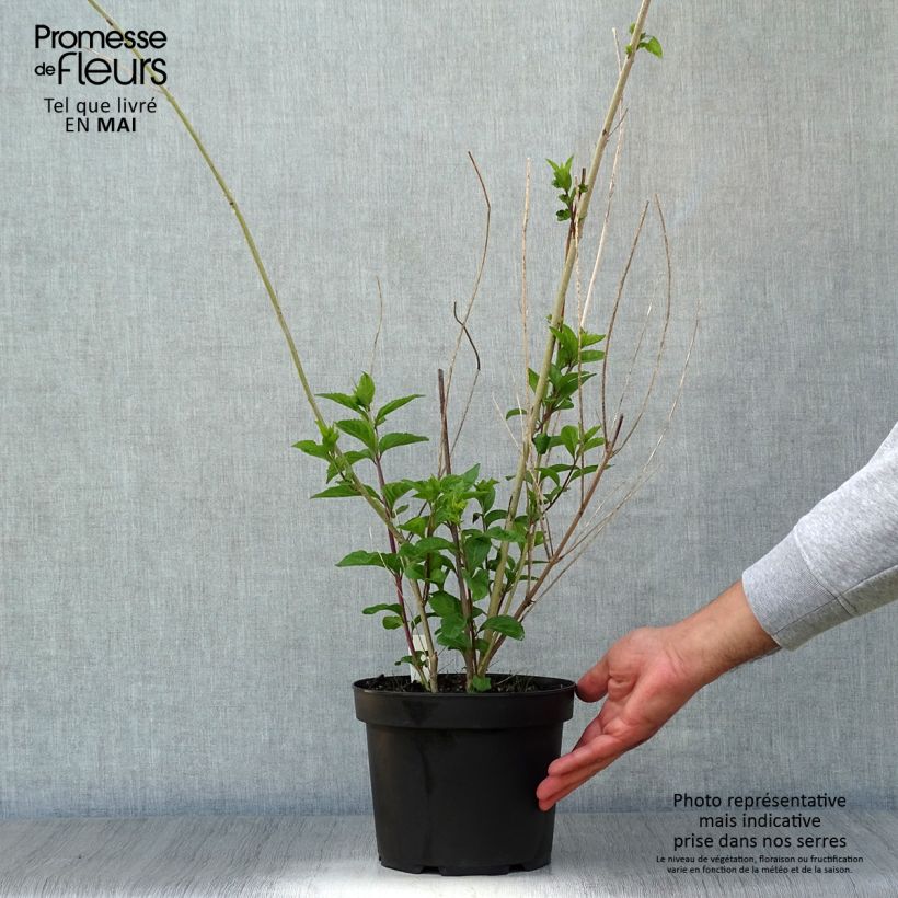 Example of Callicarpa dichotoma Issai - Schoonvrucht Pot van 3 l/4 l as you get in printemps