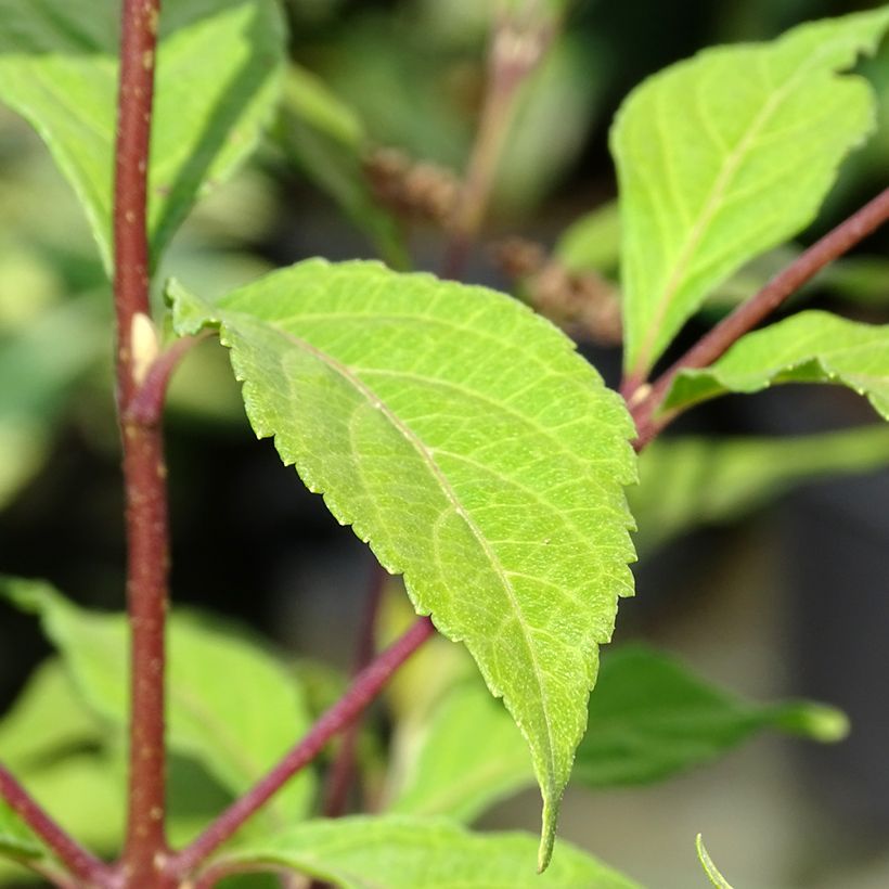 Callicarpa dichotoma Cardinal - Schoonvrucht (Blad)