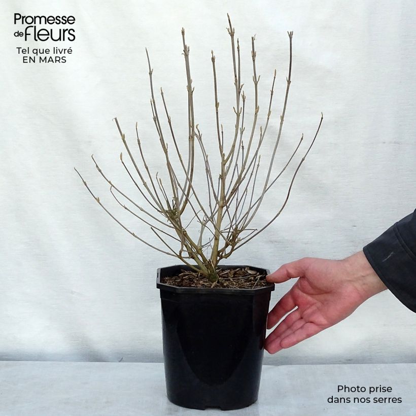 Exemplaar van Callicarpa japonica - Schoonvrucht Pot van 4 l/5 l zoals geleverd in de winter