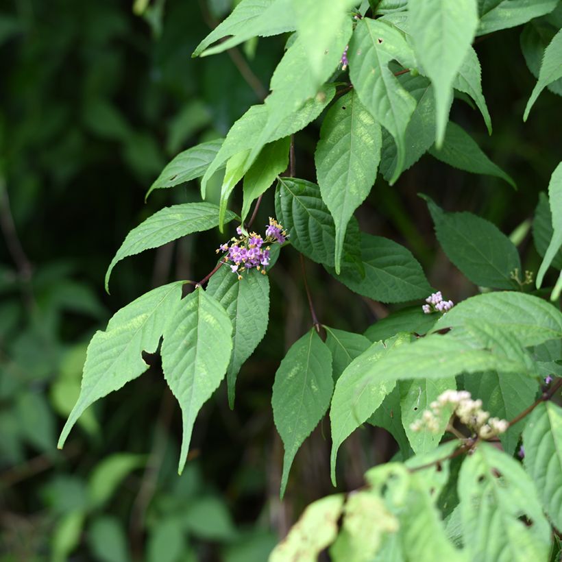 Callicarpa japonica - Schoonvrucht (Blad)